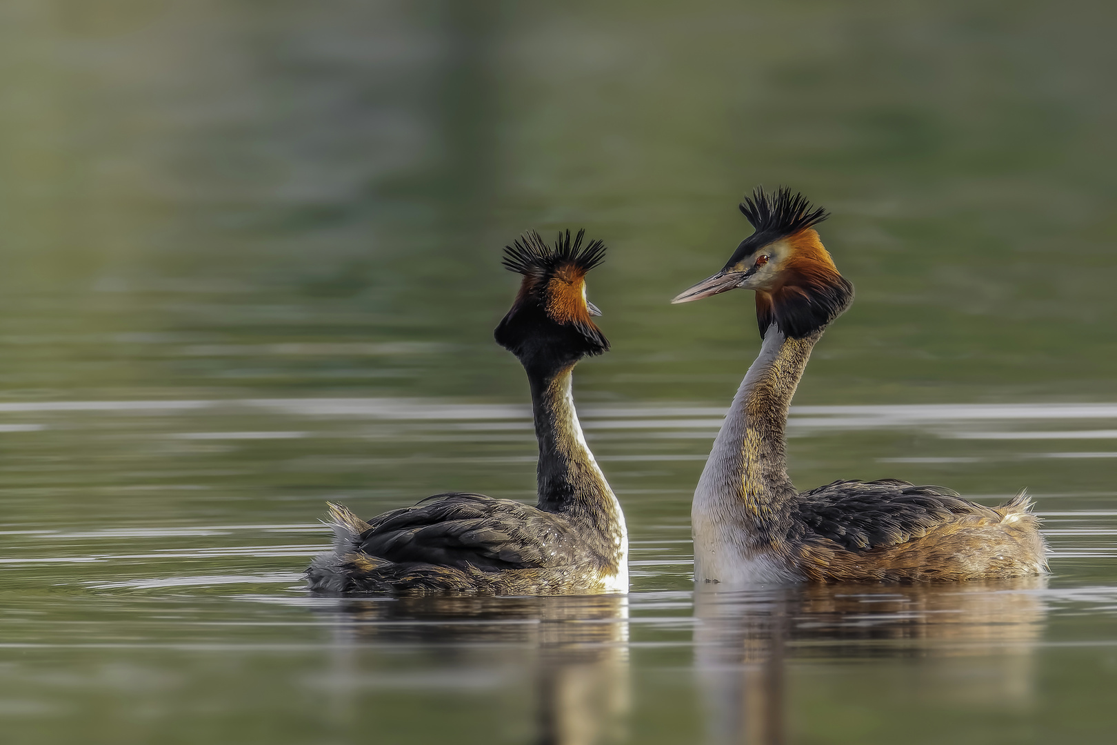 Haubentaucher (Podiceps cristatus)