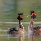 Haubentaucher (Podiceps cristatus)