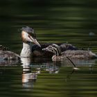 Haubentaucher (Podiceps cristatus)