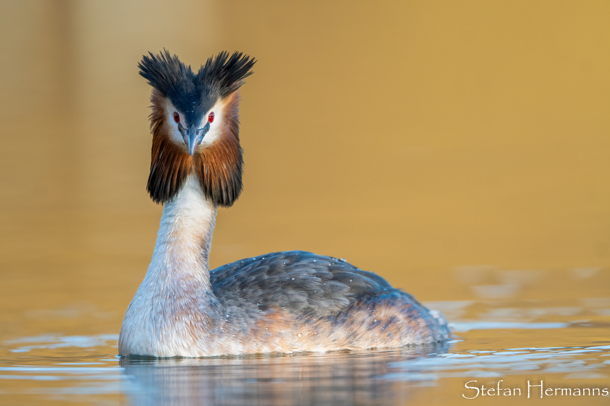 Haubentaucher (Podiceps cristatus)