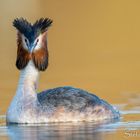 Haubentaucher (Podiceps cristatus)