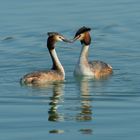 Haubentaucher (Podiceps cristatus) 2