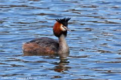 Haubentaucher (Podiceps cristatus) - 2