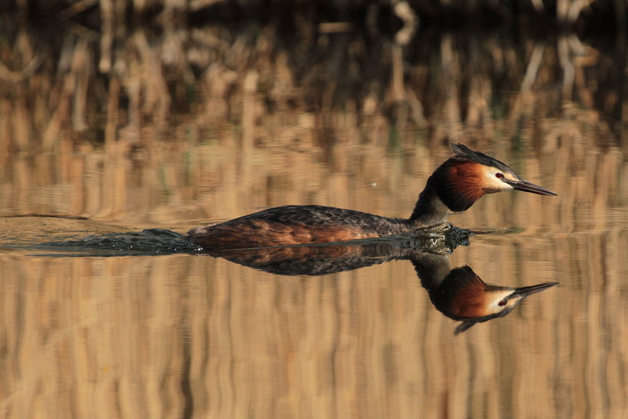 Haubentaucher ( Podiceps cristatus ) 2