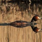 Haubentaucher ( Podiceps cristatus ) 2