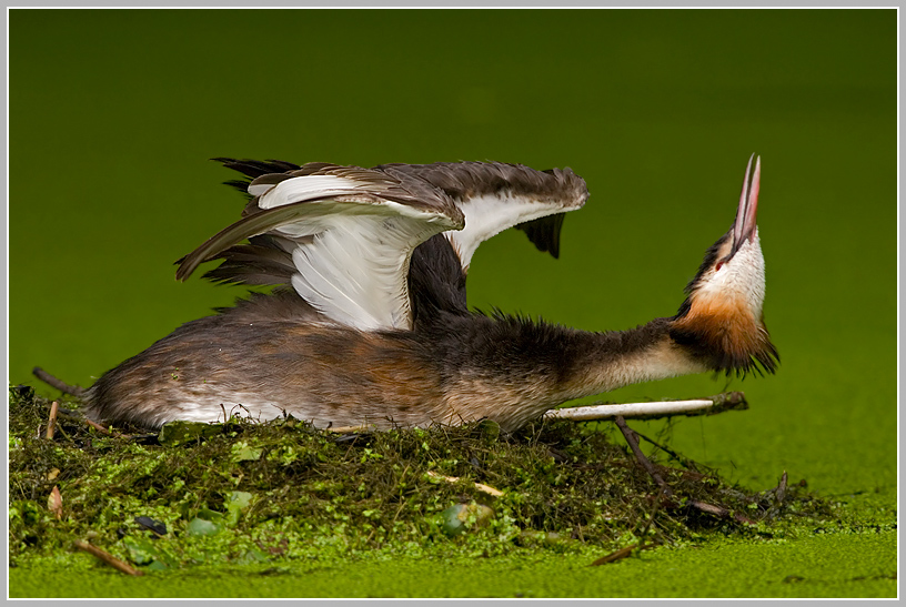 Haubentaucher (Podiceps cristatus) 2