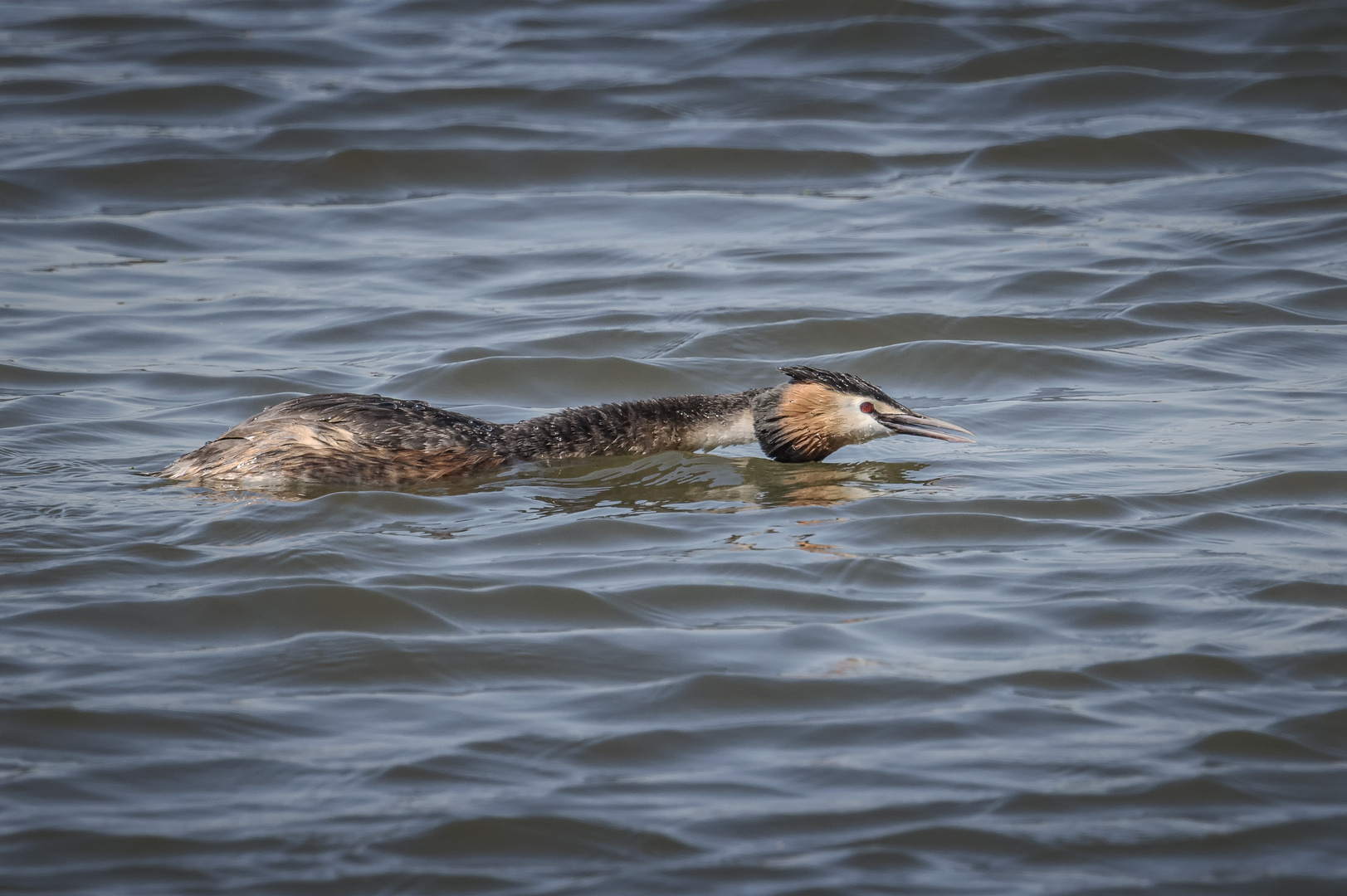 Haubentaucher (Podiceps cristatus) 