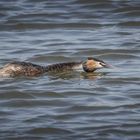 Haubentaucher (Podiceps cristatus) 