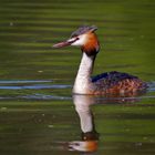 Haubentaucher (Podiceps cristatus)