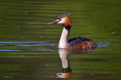 Haubentaucher (Podiceps cristatus)