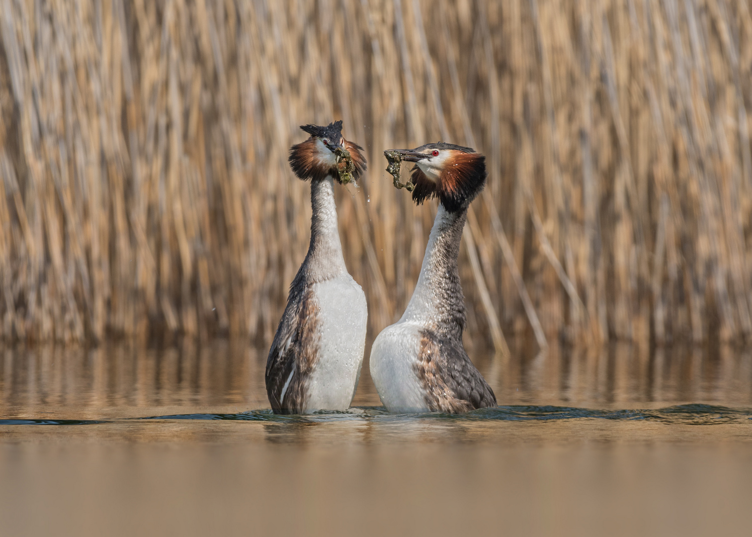 Haubentaucher (Podiceps cristatus)