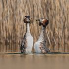 Haubentaucher (Podiceps cristatus)