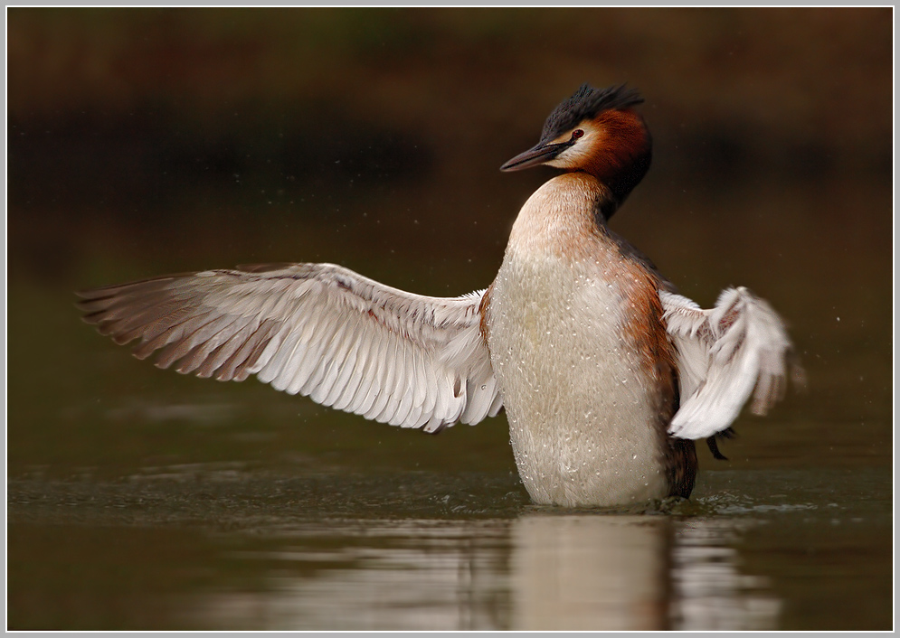 Haubentaucher (Podiceps cristatus)