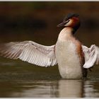 Haubentaucher (Podiceps cristatus)