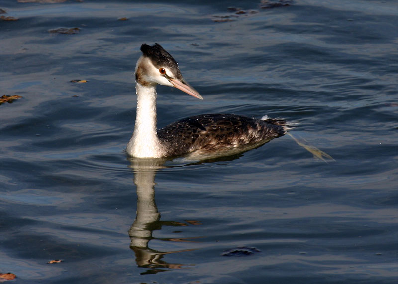 Haubentaucher (Podiceps cristatus)