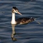 Haubentaucher (Podiceps cristatus)