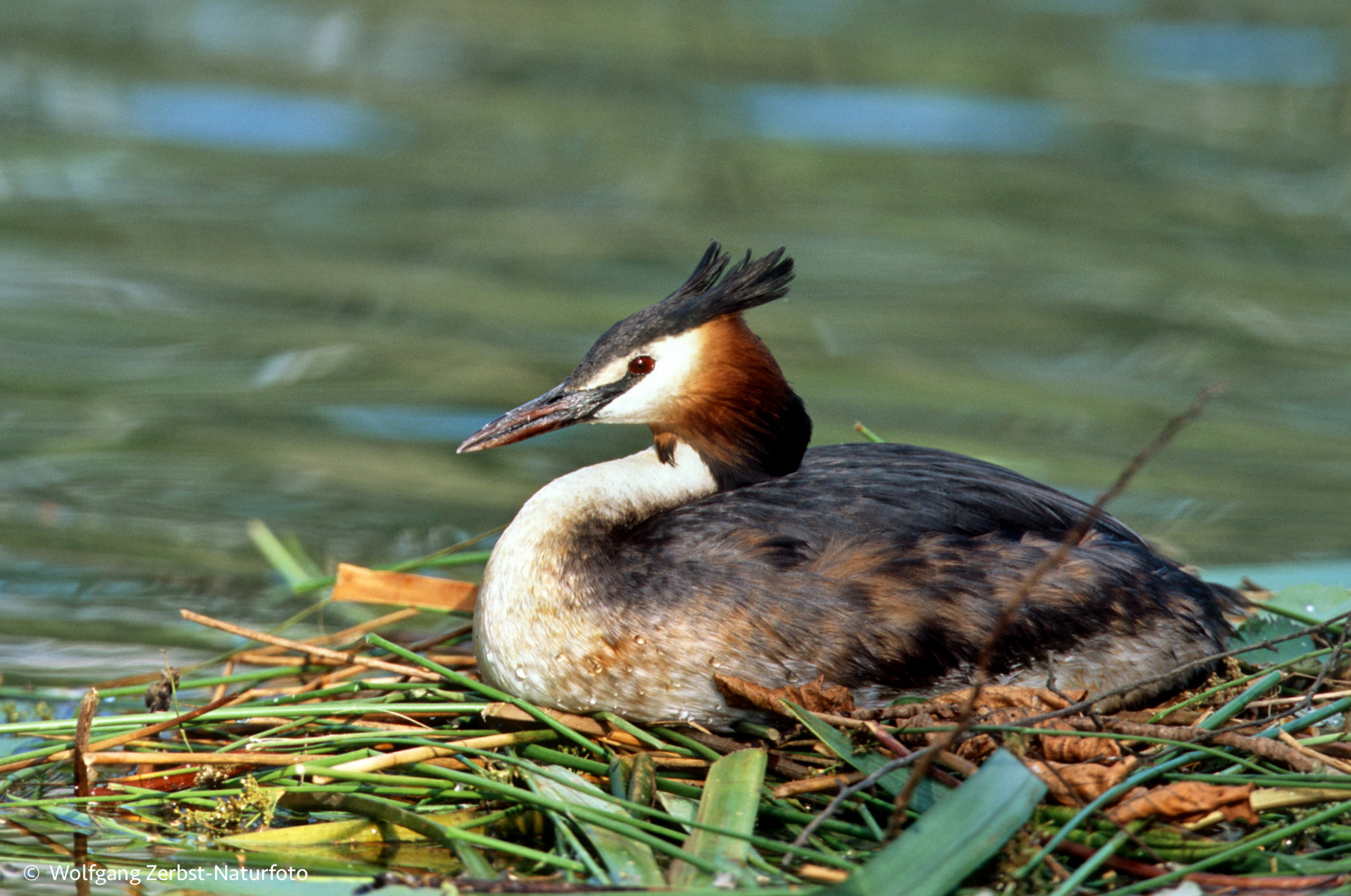 --- Haubentaucher  ---  ( Podiceps cristatus )