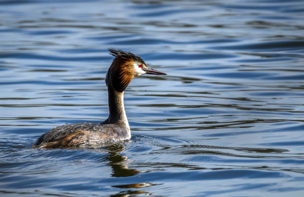 Haubentaucher (Podiceps cristatus)