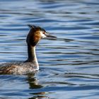 Haubentaucher (Podiceps cristatus)