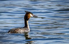 Haubentaucher (Podiceps cristatus)