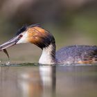 Haubentaucher [Podiceps cristatus]