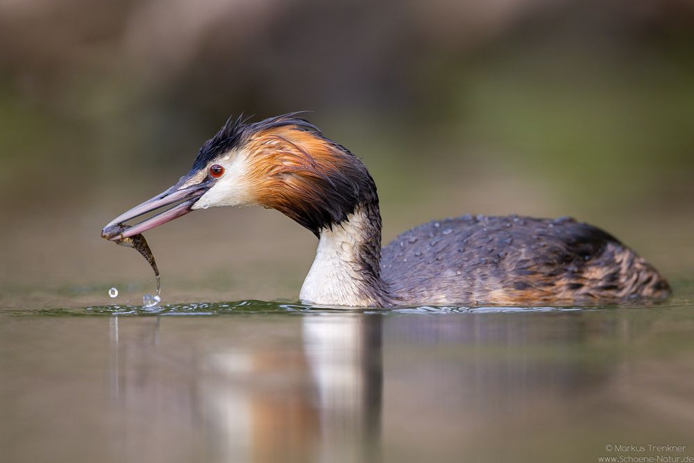 Haubentaucher [Podiceps cristatus]