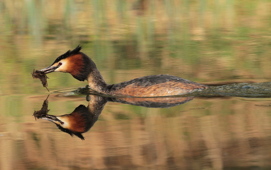 Haubentaucher ( Podiceps cristatus ) 3