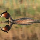 Haubentaucher ( Podiceps cristatus ) 3