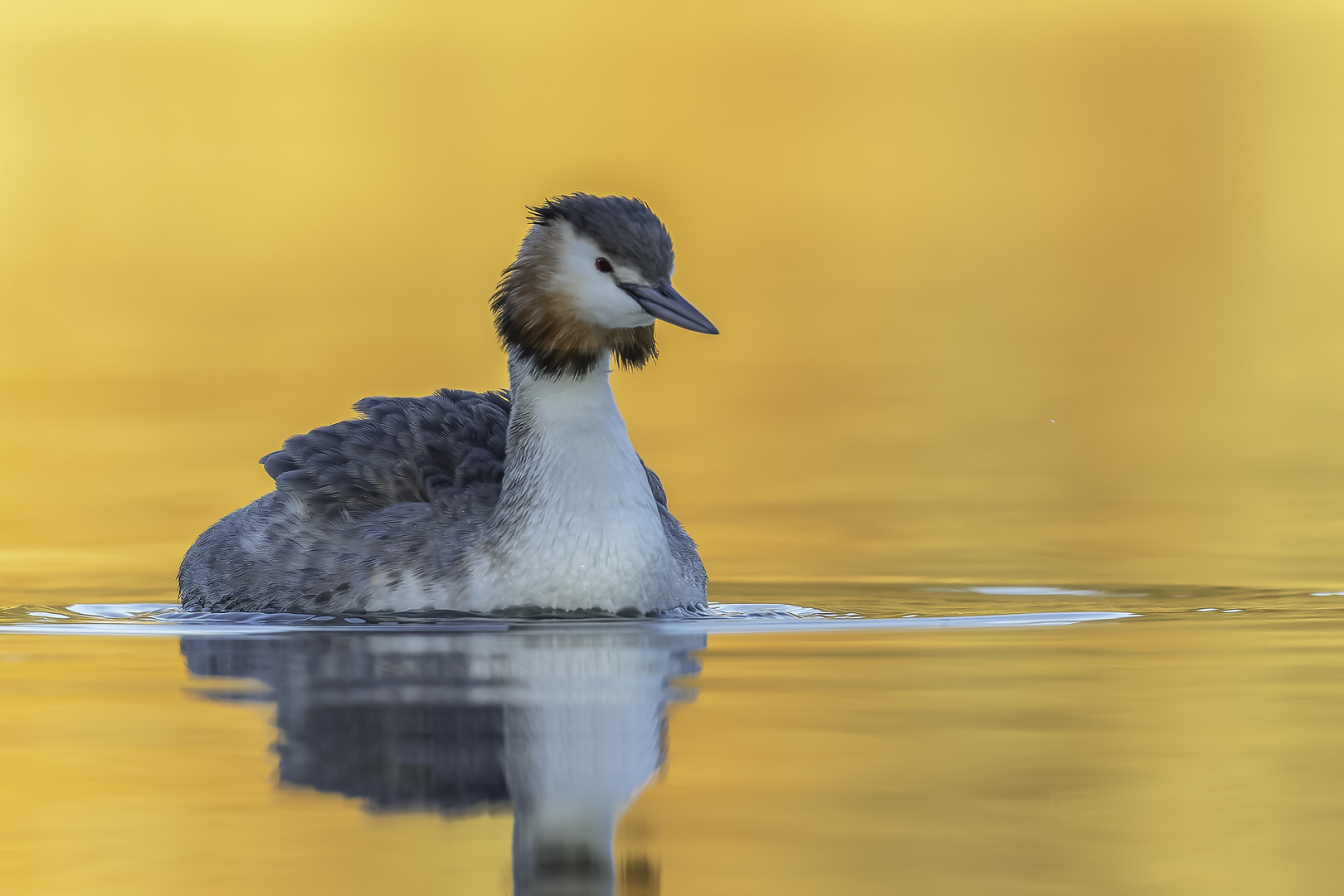 Haubentaucher (Podiceps cristatus)