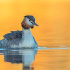 Haubentaucher (Podiceps cristatus)