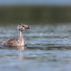 Haubentaucher (Podiceps cristatus)