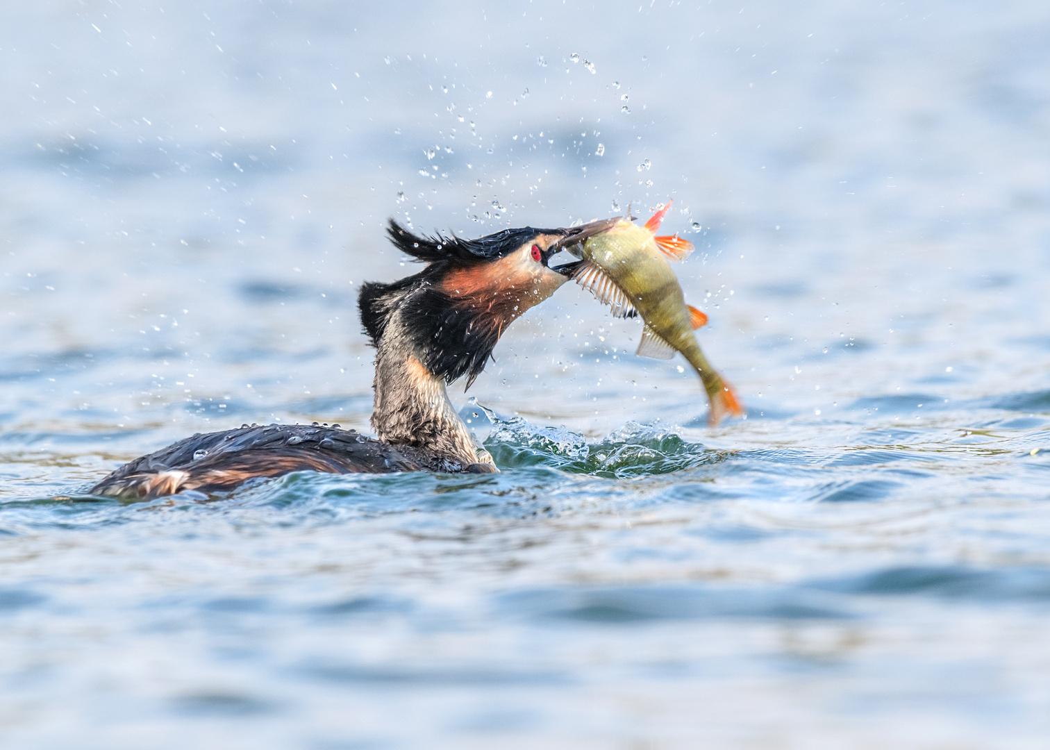 Haubentaucher (Podiceps cristatus)