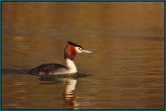 Haubentaucher -Podiceps cristatus-