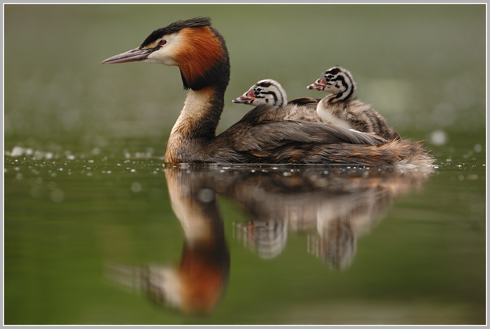 Haubentaucher (Podiceps cristatus)