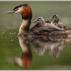 Haubentaucher (Podiceps cristatus)