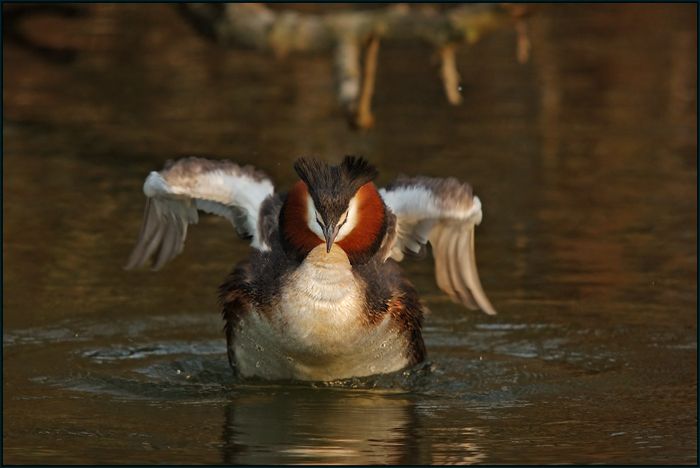 Haubentaucher ~Podiceps cristatus~