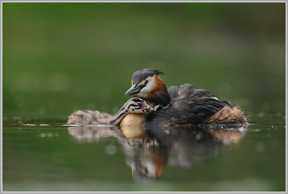 Haubentaucher (Podiceps cristatus)