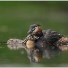 Haubentaucher (Podiceps cristatus)