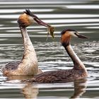 Haubentaucher (Podiceps cristatus)