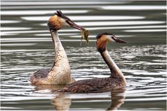 Haubentaucher (Podiceps cristatus)