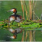 --- Haubentaucher ---  (  Podiceps cristatus )