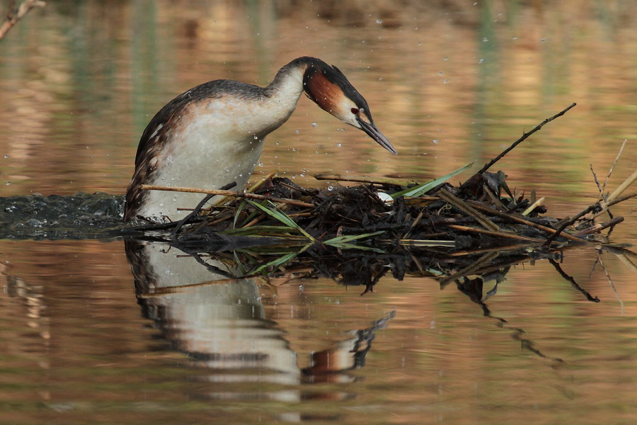 Haubentaucher ( Podiceps cristatus ) 4