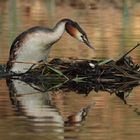 Haubentaucher ( Podiceps cristatus ) 4