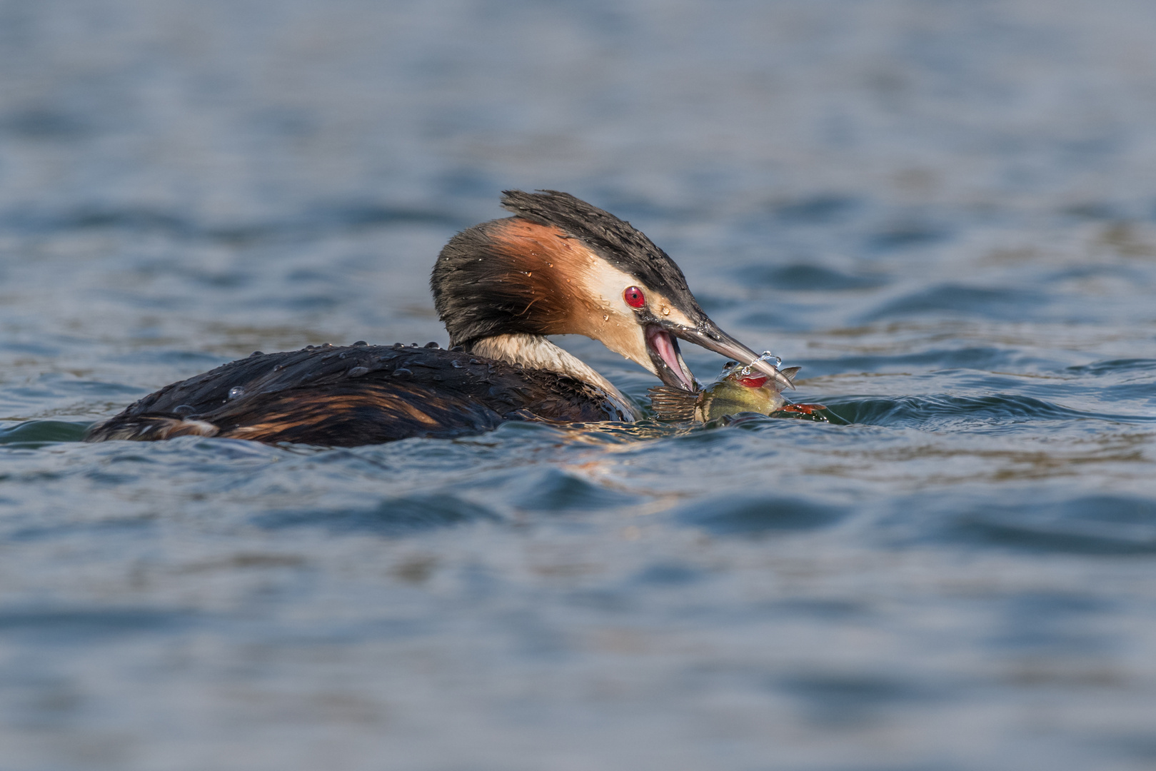 Haubentaucher (Podiceps cristatus)