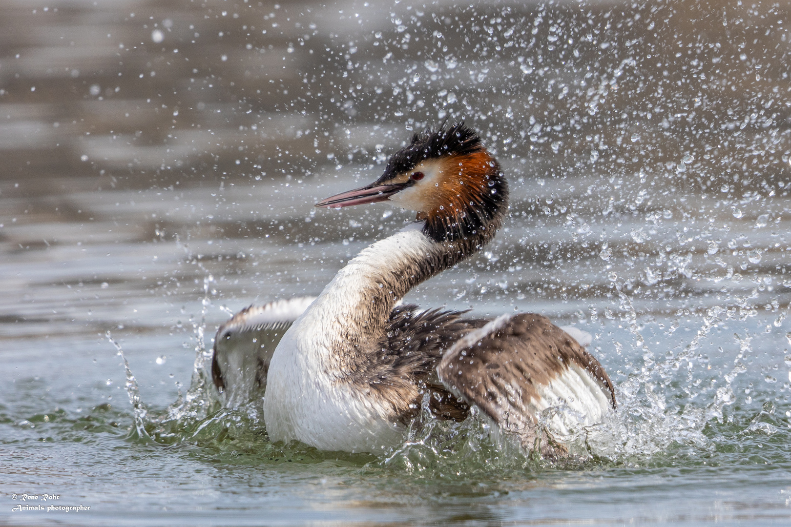 Haubentaucher Podiceps cristatus