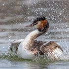 Haubentaucher Podiceps cristatus