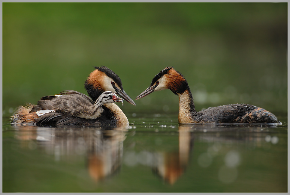 Haubentaucher (Podiceps cristatus)