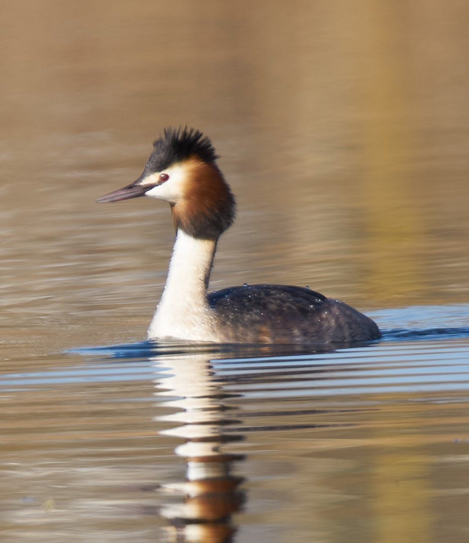 Haubentaucher Podiceps cristatus 