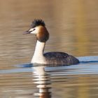 Haubentaucher Podiceps cristatus 