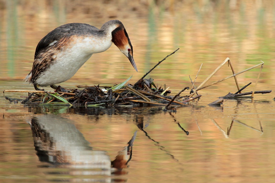 Haubentaucher ( Podiceps cristatus ) 5